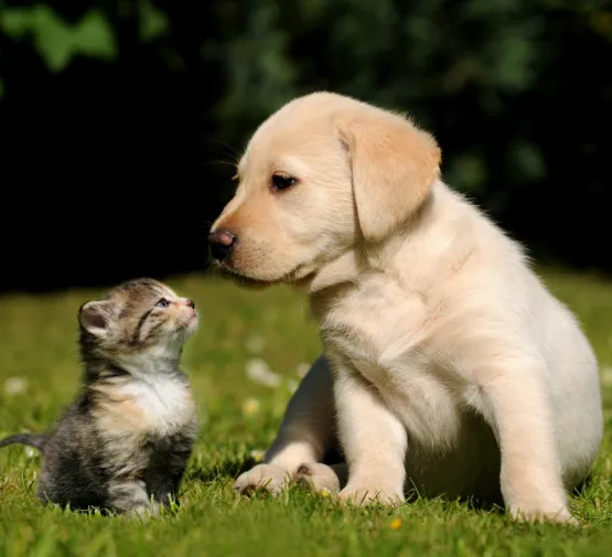 Person caring for stray cat
